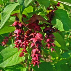 Pheasant Berry 'Purple Rain'